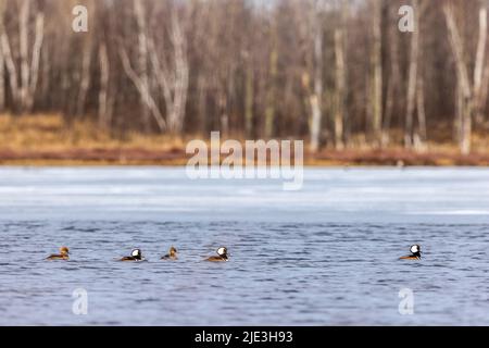 Des mergers à capuchon dans le nord du Wisconsin. Banque D'Images
