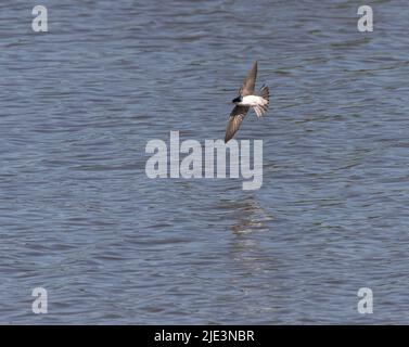 Une hirondelle d'arbre (Tachycineta bicolor) survolant le lac Ontario Banque D'Images