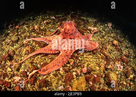 La pulpe géante, Enteroctopus dolfleini, ou la pieuvre géante du Pacifique Nord, de la Colombie-Britannique, Canada. Banque D'Images