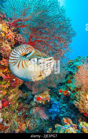 Le nautilus chambered des Palaos, Nautilus belauensis, se trouve principalement dans les Carolines occidentales comme son nom le suggère. Ces nautilus sont des sca très mobiles Banque D'Images