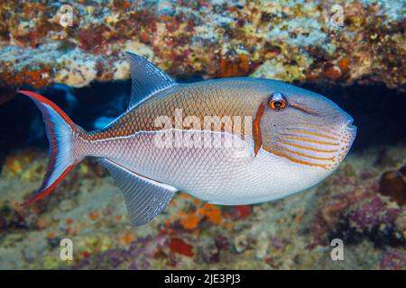 Le triggerfish bleu, Xanthichthys caeruleolineatus, est très rarement vu autour des îles principales, Hawaii. Banque D'Images