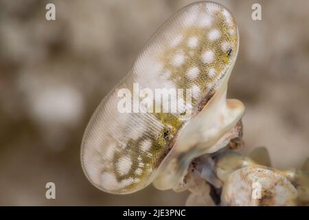 Un regard de près sur une crevette de mantis en arrache, Lysiosquillina maculata, Yap, États fédérés de Micronésie. Banque D'Images