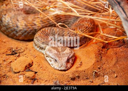 Death Adder Snake - Australie Banque D'Images