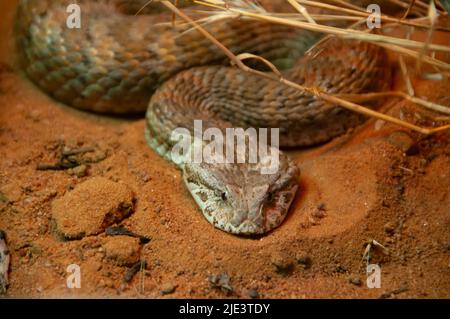 Death Adder Snake - Australie Banque D'Images
