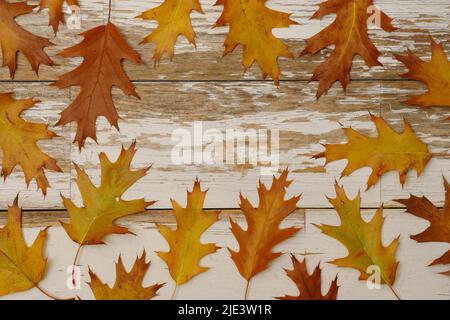 Feuilles de chêne dispersées sur fond de bois peint Banque D'Images