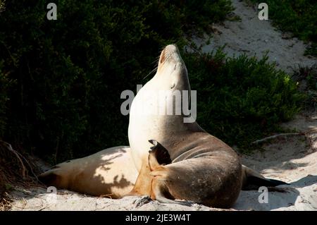 Parc naturel de Seal Bay - Kangaroo Island Banque D'Images