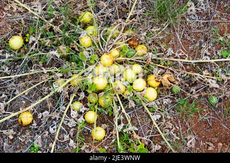 Wild Melon - Australie méridionale Banque D'Images