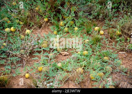 Wild Melon - Australie méridionale Banque D'Images