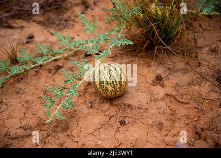 Wild Melon - Australie méridionale Banque D'Images