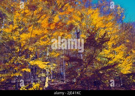 Une image peinte d'arbres d'automne brillant au soleil. L'image est dans le style de la peinture d'abbing. Banque D'Images