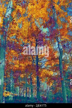 Une image peinte des arbres en automne, dans des couleurs vives de jaune, violet, orange et sarcelle. Banque D'Images