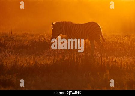 Un zèbre des plaines (Equus burchelli) dans la poussière au lever du soleil, Parc national d'Etosha, Namibie Banque D'Images