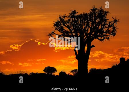 Silhouette d'un arbre de quiver (Aloe dichotoma) au coucher du soleil, Namibie Banque D'Images