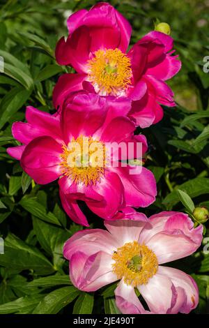 'Scarlett O'Hara' jardin commun, Luktpion la pivoine (Paeonia lactiflora) Banque D'Images