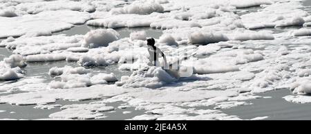 New Delhi, New Delhi, Inde. 25th juin 2022. Les jeunes en bateau dans la rivière Sainte Yamuna essayer de rechercher de l'argent et du matériel jeté par les dévotés dans la mousse toxique en foché dans la rivière polluée yamuna, à New Delhi Inde le samedi, (Credit image: © Ravi Batra/ZUMA Press Wire) Banque D'Images