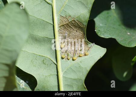 Les larves, les vers-taupes de la mouche Caliroa varipes se nourrissant sur le dessous d'une feuille de chêne. Veines des feuilles visibles. Sous-famille Heterarthrinae. Banque D'Images