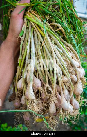 Un gros plan de l'ail brut avec la couverture et les feuilles. Ail cultivé de façon biologique dans le nord de l'Inde. Banque D'Images