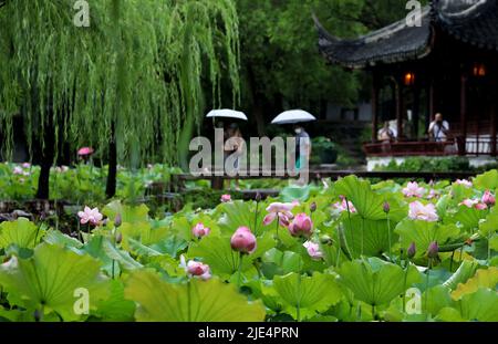 Beijing, province chinoise du Jiangsu. 24th juin 2022. Les touristes voient les fleurs de lotus au milieu de la pluie dans le jardin de l'administrateur humble de la ville de Suzhou, province de Jiangsu, en Chine orientale, à 24 juin 2022. Crédit : Hang Xingwei/Xinhua/Alay Live News Banque D'Images