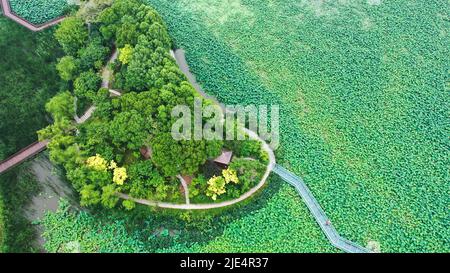 Pékin, Chine. 20th juin 2022. La photo aérienne prise sur 20 juin 2022 montre des fleurs de lotus dans le parc du lac Mingyue à Yangzhou, dans la province du Jiangsu en Chine orientale. Credit: Qi Liguang/Xinhua/Alay Live News Banque D'Images