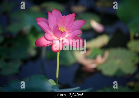 Pékin, Chine. 19th juin 2022. La photo prise sur 19 juin 2022 montre une fleur de lotus dans le cadre pittoresque du lac Ouest, à Yangzhou, dans la province du Jiangsu, en Chine orientale. Credit: Qi Liguang/Xinhua/Alay Live News Banque D'Images