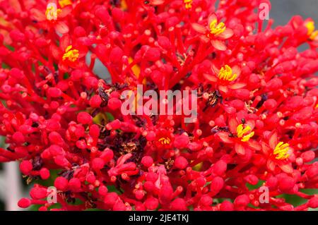 Plante de corail, Jatropha Multifida Banque D'Images