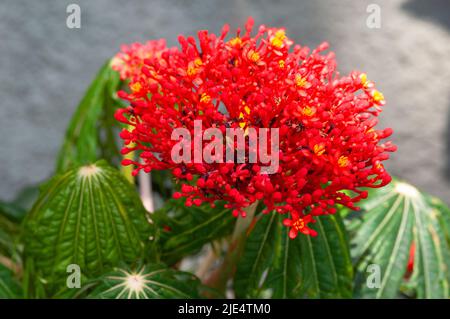 Plante de corail, Jatropha Multifida Banque D'Images