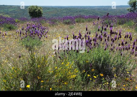 Gros plan d'un Bush de lavande sauvage en fleur. Champ proche de Fermoselle, Espagne. Europe Banque D'Images