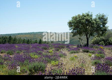 Magnifique champ de lavande sauvage en fleur. Arbre sur le côté droit. Collines et forêt au loin Banque D'Images