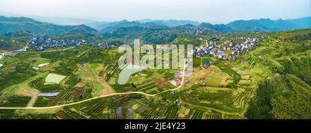 Linhai zhejiang taizhou LAN plantations de thé Tian Shan Banque D'Images