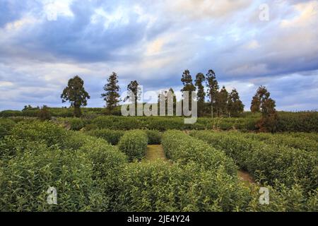 Linhai zhejiang taizhou LAN plantations de thé Tian Shan Banque D'Images