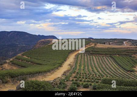 Linhai zhejiang taizhou LAN plantations de thé Tian Shan Banque D'Images