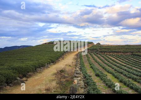 Linhai zhejiang taizhou LAN plantations de thé Tian Shan Banque D'Images