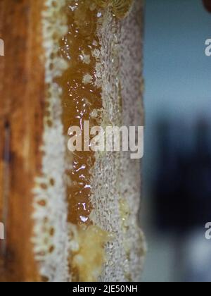 Le miel brut naturel étant filtré ad dripped à travers un tamis pour filtrer la cire de nos abeilles. Banque D'Images