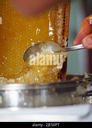 Le miel brut naturel étant filtré ad dripped à travers un tamis pour filtrer la cire de nos abeilles. Banque D'Images