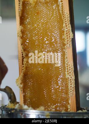 Le miel brut naturel étant filtré ad dripped à travers un tamis pour filtrer la cire de nos abeilles. Banque D'Images