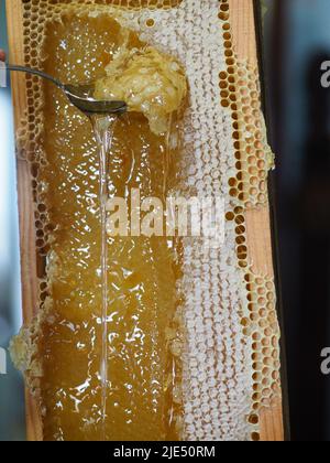 Le miel brut naturel étant filtré ad dripped à travers un tamis pour filtrer la cire de nos abeilles. Banque D'Images