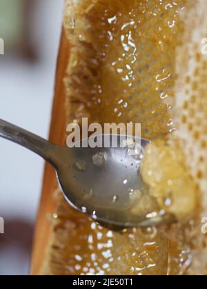 Le miel brut naturel étant filtré ad dripped à travers un tamis pour filtrer la cire de nos abeilles. Banque D'Images