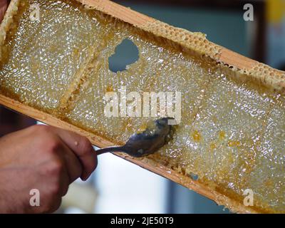 Le miel brut naturel étant filtré ad dripped à travers un tamis pour filtrer la cire de nos abeilles. Banque D'Images