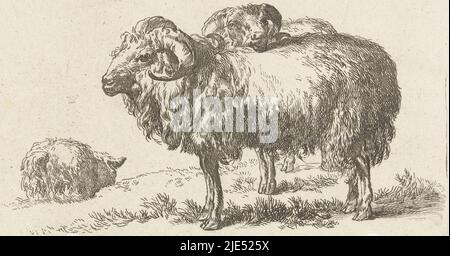 Deux béliers et un mouton chèvres et moutons à N.P. Berchem (titre de la série), Nicolaes Pietersz. Berchem, imprimeur: Anonyme, pays-Bas, 1666 - 1726, papier, gravure, h 120 mm × l 164 mm Banque D'Images