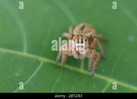 Macro gros plan d'une araignée sauteuse. Banque D'Images