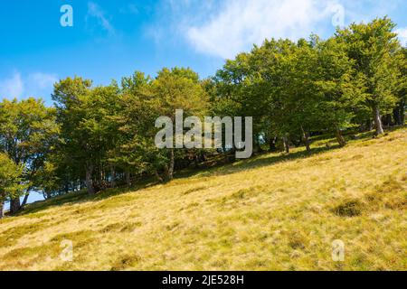 forêt de hêtres sur une colline escarpée et herbacée. paysage naturel par un beau jour d'automne Banque D'Images