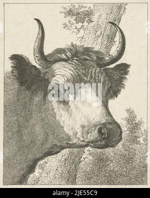 Tête de vache à droite, imprimeur: Joannes Bemme, dessinateur intermédiaire: Joannes Bemme, après: Jan Asselijn, 1800 - 1802, papier, gravure, h 133 mm × l 108 mm Banque D'Images