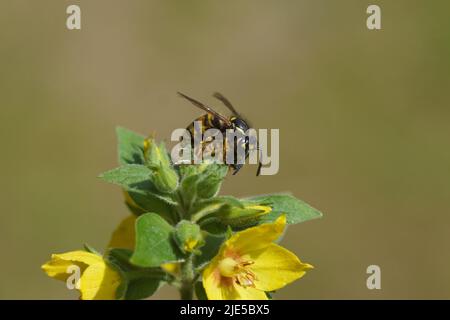 La guêpe commune (Vespula vulgaris), famille des Vespidae avec une mouche marmalade (Episyrphus balteatus) comme proie sur le zoestrife jaune (Lysimachia punctata). Banque D'Images