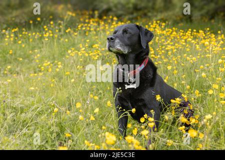 Black Labrador retriever debout dans des tasses de beurre jaunes et regardant sur le côté Banque D'Images