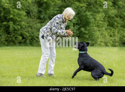 Femme grise âgée jouant avec le Labrador noir et son jouet dans l'herbe au parc pour chiens Banque D'Images