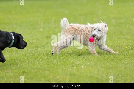 Labradoodle blanc sur l'herbe avec jouet rouge dans la bouche se chassé par le chien noir. Les chiens s'amusent au parc pour chiens Banque D'Images