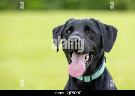 Jeune Labrador noir retriever portant le collier et la langue en dehors de la bouche avec fond vert Banque D'Images
