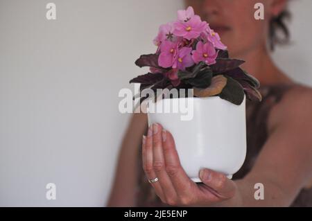 Une photo en studio d'une plante de maison rose de violet africain (Saintpaulia sp.) dans un pot de plante blanche, tenue par une femelle, sur fond blanc. Banque D'Images