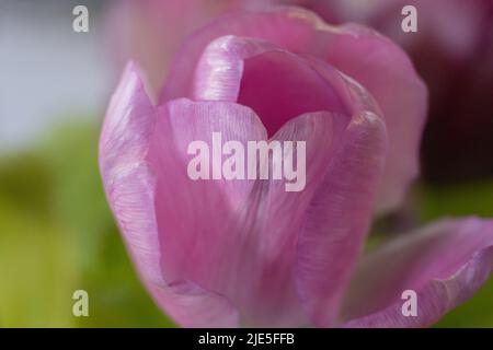 Photo macro de fleur rose légèrement fermée Banque D'Images