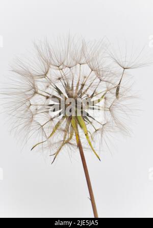 Une seule horloge pissenlit sur fond blanc avec une graine s'éloignant de l'horloge Banque D'Images